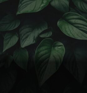 slider-img-1-279x300 Home